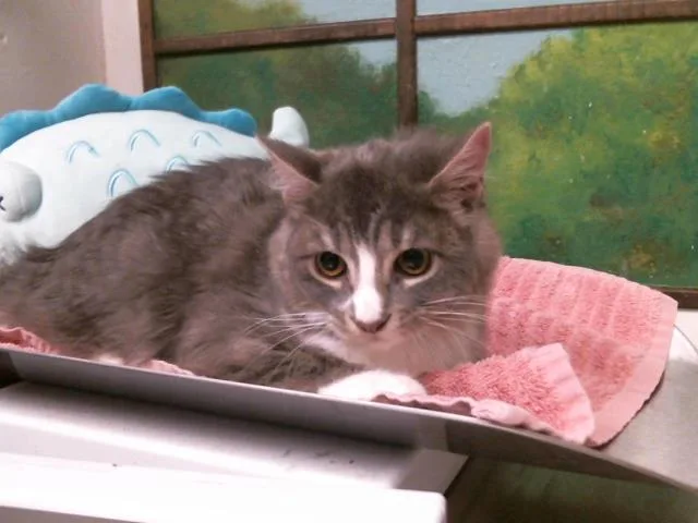 Cleo