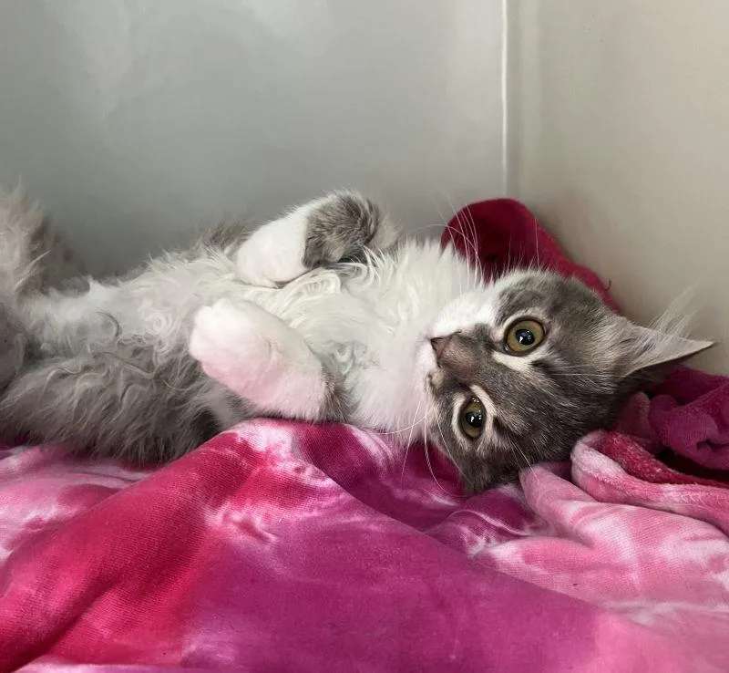 Nora