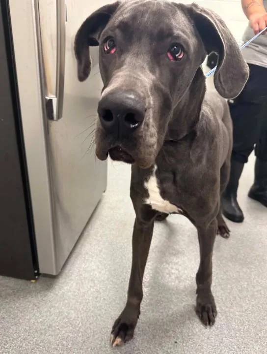 A young large-sized male Great Dane dog named Kane for adoption in Toledo, OH