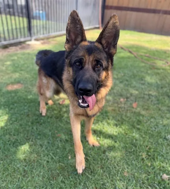 A young large-sized male German Shepherd Dog dog named Vader for adoption in Riverside, CA
