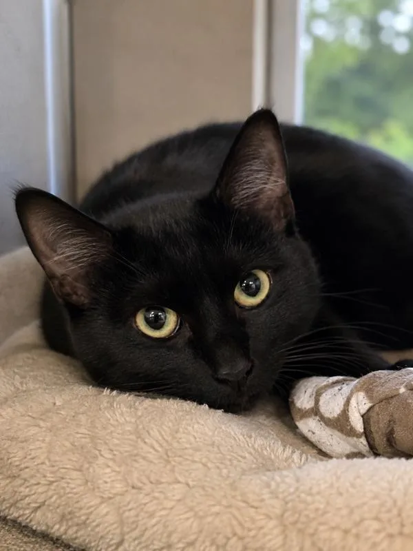 A young medium-sized female Domestic Short Hair cat named Mira for adoption in Napa, CA