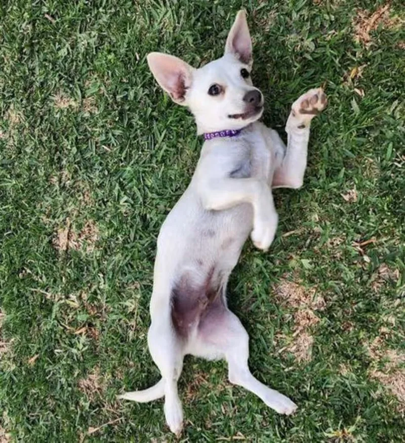 An adult small-sized male Dachshund dog named Lucky Zero for adoption in Norco, CA