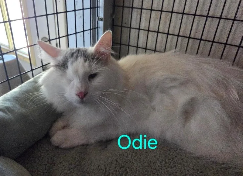 A young medium-sized male White Turkish Van cat named Odie for adoption in Las Cruces, NM