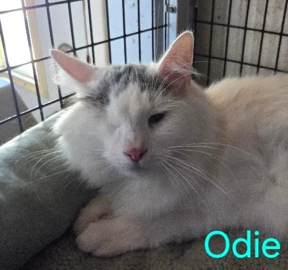 Odie thumbnail 2