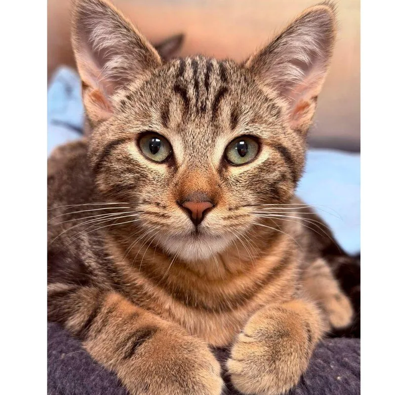 A baby medium-sized male Tabby (Brown / Chocolate) Domestic Short Hair cat named Charlie Bucket and Pony for adoption in Stamford, CT