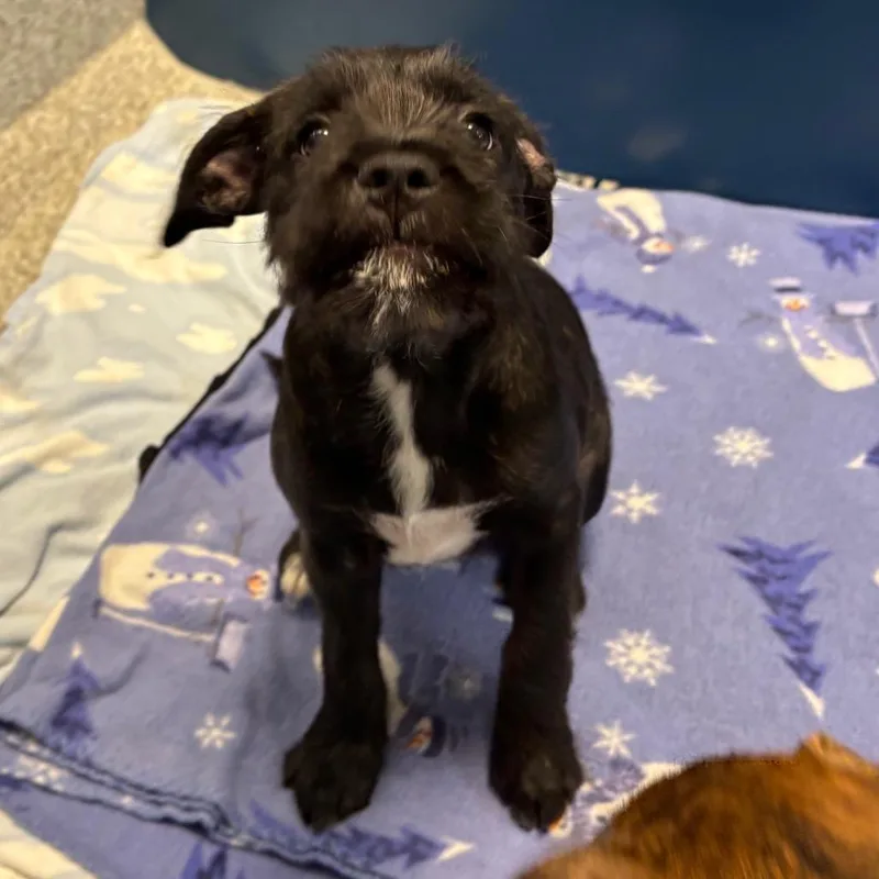 A baby medium-sized female Brindle Mixed Breed dog named Squiggle for adoption in Washington Township, OH
