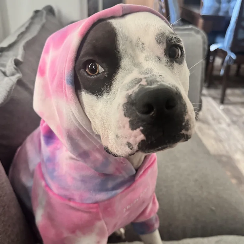 A young medium-sized female Pit Bull Terrier dog named Penelope for adoption in Krum, TX