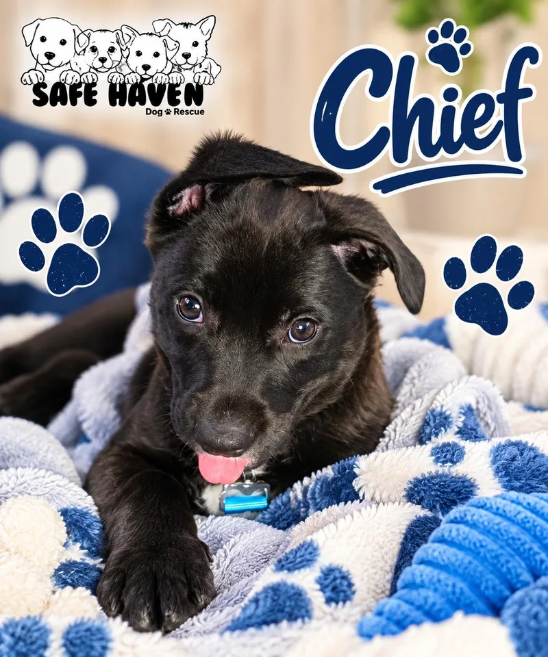 A baby medium-sized male Black Labrador Retriever dog named Chief for adoption in Elburn, IL