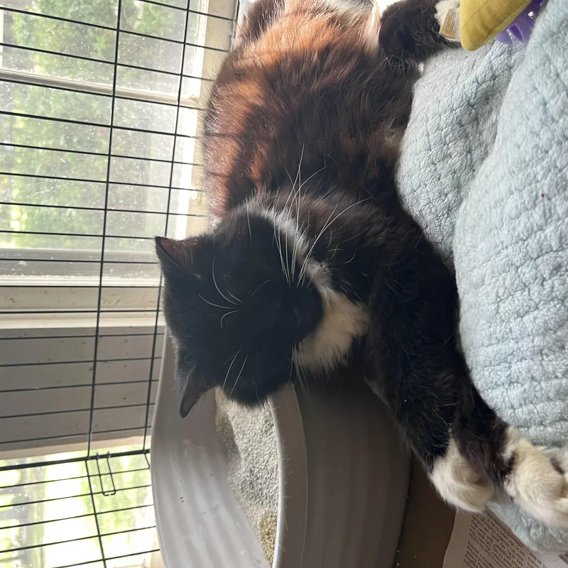 A young large-sized female Brown / Chocolate Domestic Long Hair cat named Jillian for adoption in Hammond, LA