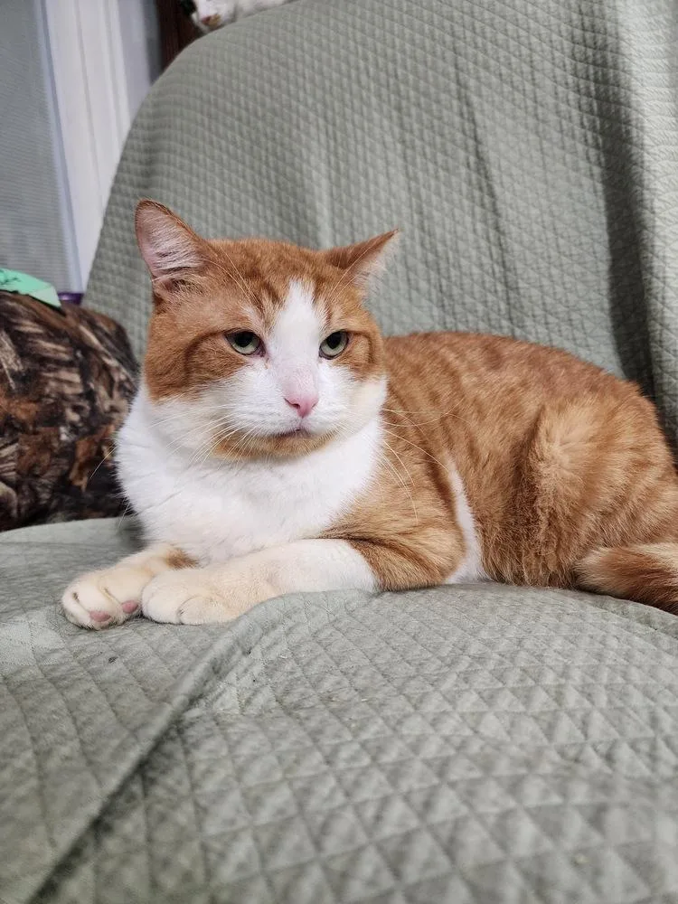 An adult large-sized male Orange & White Domestic Short Hair cat named Pirulo for adoption in Hudson, NH