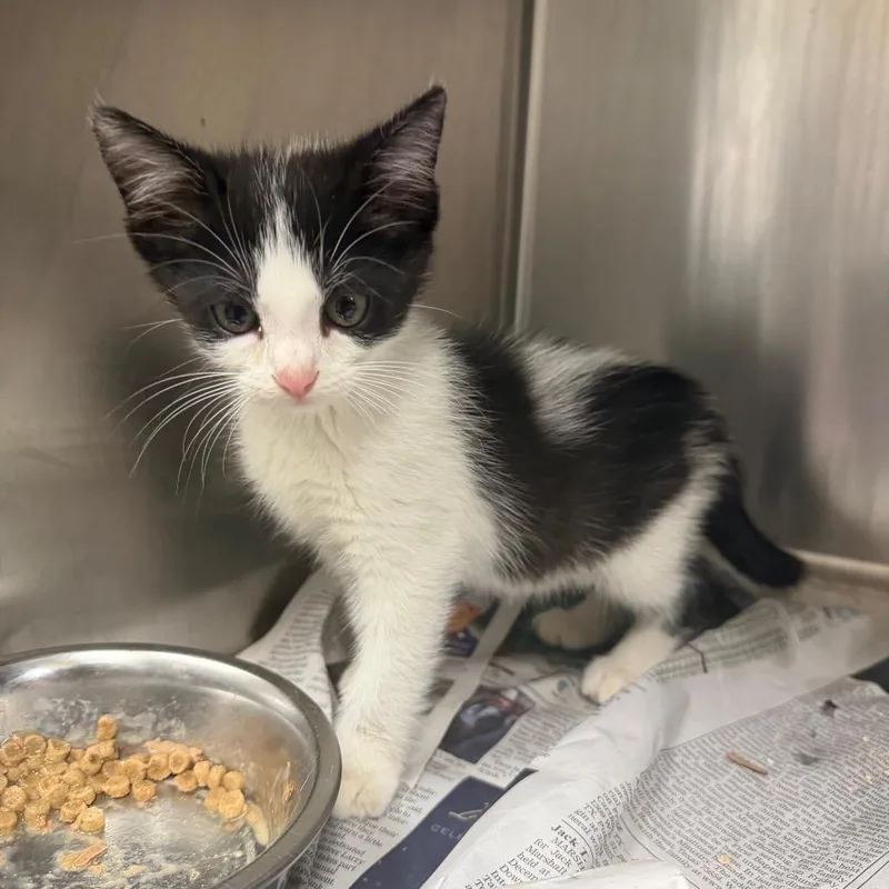 A baby small-sized male Black Domestic Short Hair cat named Carmelo for adoption in Bryan, TX