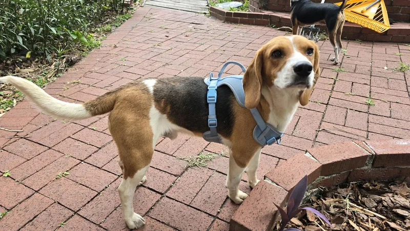 An adult medium-sized male Beagle dog named Christopher for adoption in Tampa, FL