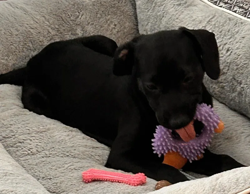 A baby large-sized female Labrador Retriever dog named Etta Mae for adoption in Evergreen, CO