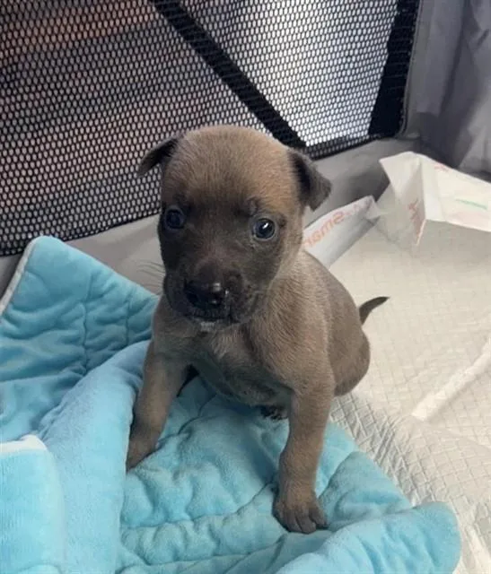 A baby small-sized female Pit Bull Terrier dog named Lolo for adoption in Sacramento, CA
