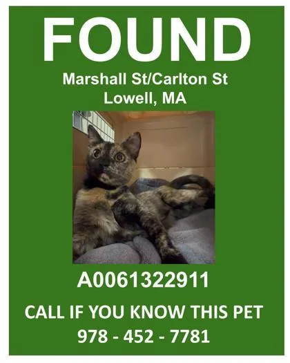 An adult medium-sized female Domestic Short Hair cat named Froot Loops for adoption in Lowell, MA