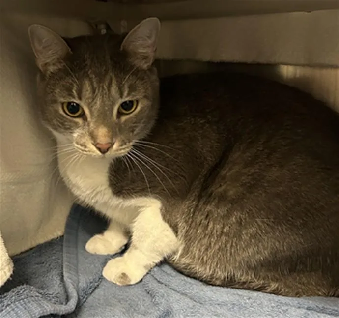 An adult small-sized male Domestic Short Hair cat named Max for adoption in Derwood, MD