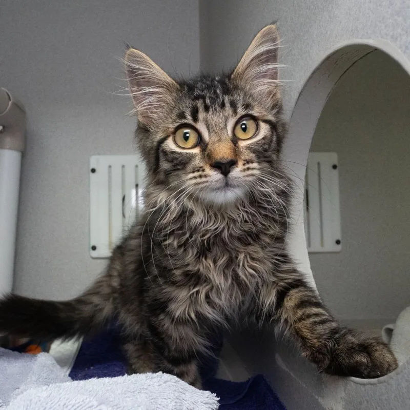 A baby medium-sized male Domestic Long Hair cat named Inferno for adoption in Shoreline, WA