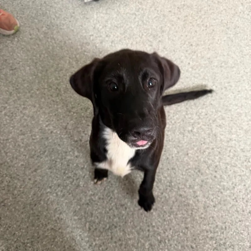 A baby medium-sized male Black Hound dog named Rocky for adoption in Enfield, NH