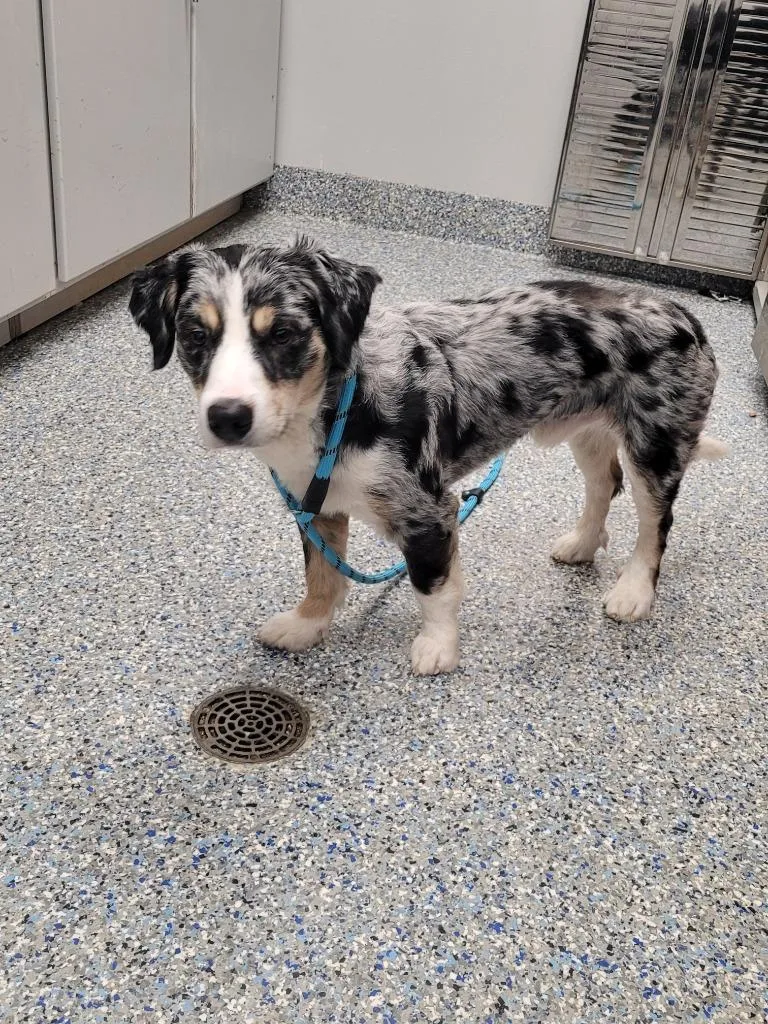 A young small-sized male Australian Shepherd dog named Bruce for adoption in Angola, IN