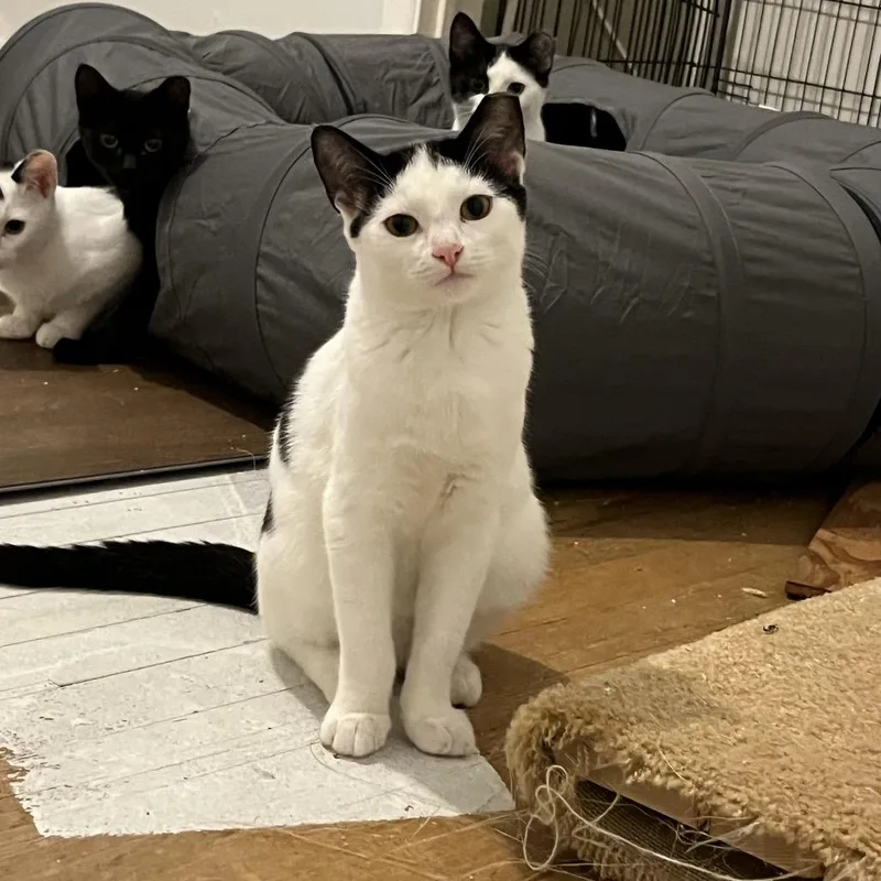 A baby medium-sized male White Domestic Short Hair cat named Miney for adoption in Spokane, WA