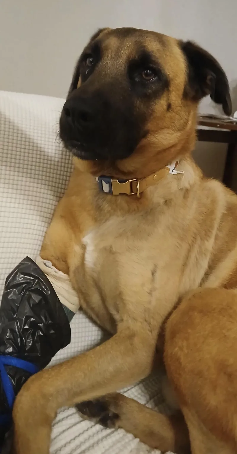 Scooby