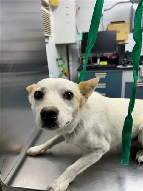 A young small-sized male Australian Cattle Dog / Blue Heeler dog named Sulley for adoption in Woodland, CA