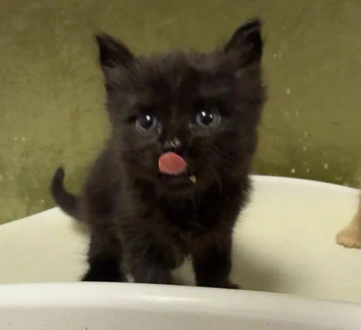 A baby small-sized female Domestic Short Hair cat named Ying for adoption in Riverside, CA