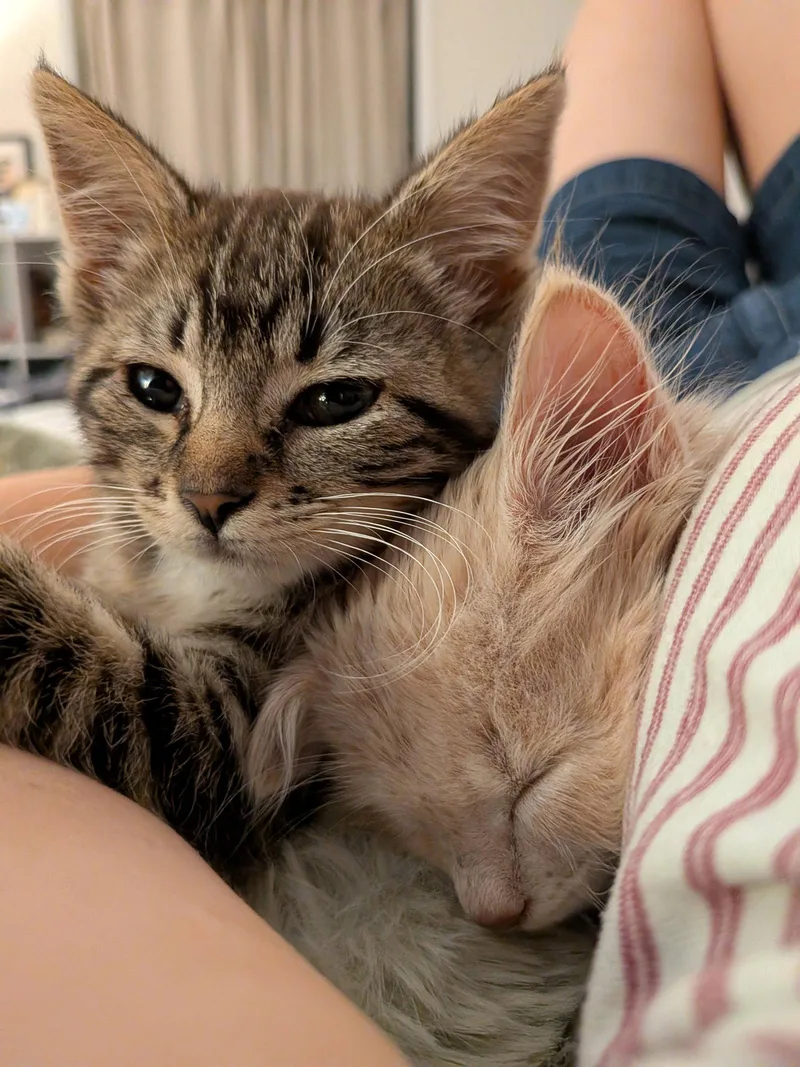 A baby small-sized female Brown / Chocolate Domestic Short Hair cat named Manzanita for adoption in Oakland, CA