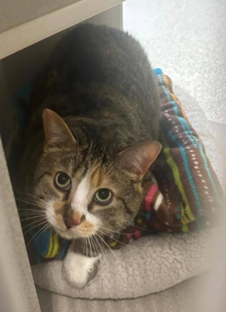An adult large-sized female Domestic Short Hair cat named Serena for adoption in Viroqua, WI