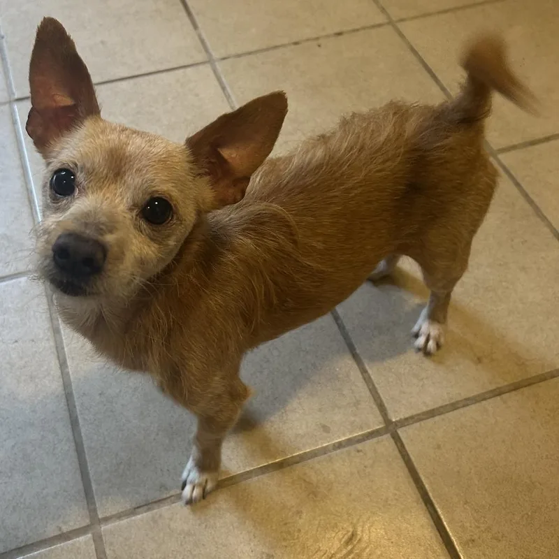 A senior small-sized male Yellow / Tan / Blond / Fawn Chihuahua dog named Kobe for adoption in Philadelphia, PA