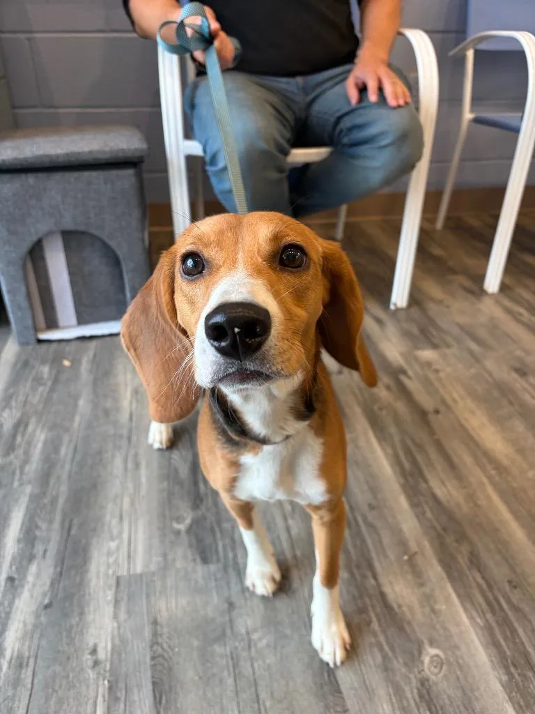 A young medium-sized female Beagle dog named Lois for adoption in Liverpool, NY