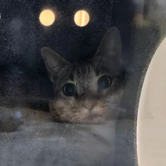 An adult small-sized female Gray / Blue / Silver Domestic Short Hair cat named Bonnie Anne for adoption in Columbus, NC