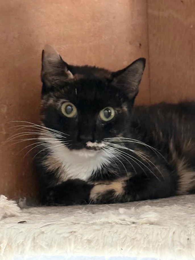 A young small-sized female Domestic Short Hair cat named Hera for adoption in Deltona, FL