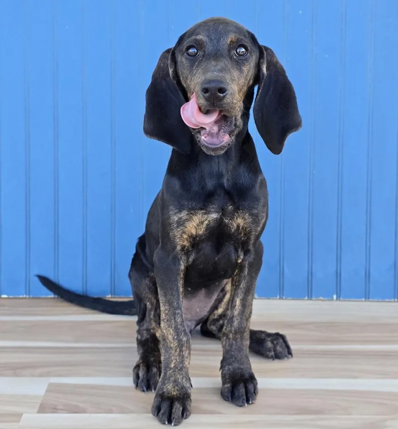 A baby large-sized female Plott Hound dog named Arrow for adoption in Sedalia, CO