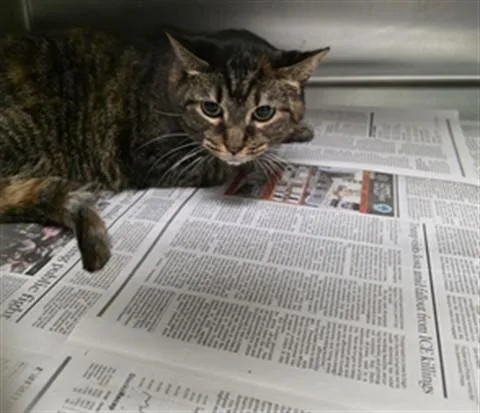An adult large-sized female Domestic Short Hair cat named Myla for adoption in Los Angeles, CA