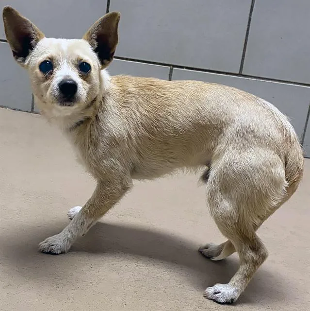 A young small-sized male Yellow / Tan / Blond / Fawn Mixed Breed dog named Crawdad for adoption in Nashville, TN