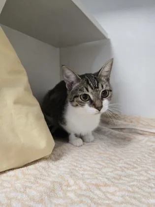 A baby medium-sized female Domestic Short Hair cat named Myriad for adoption in Savannah, GA