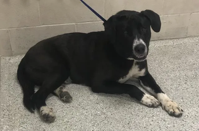 An adult medium-sized male Labrador Retriever dog named Noah for adoption in Conroe, TX