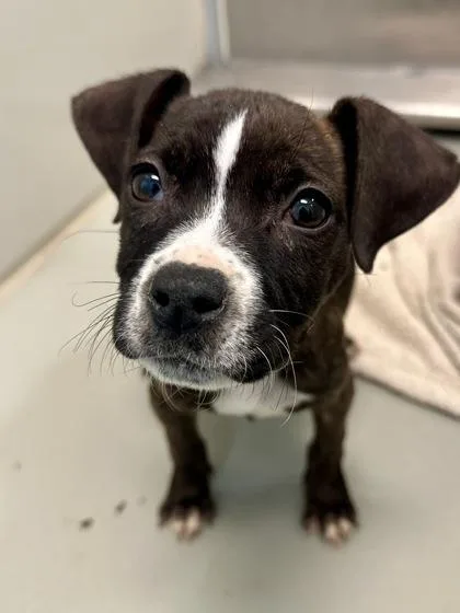 A baby large-sized female Brown / Chocolate Mixed Breed dog named Long John Silvers for adoption in Wichita, KS