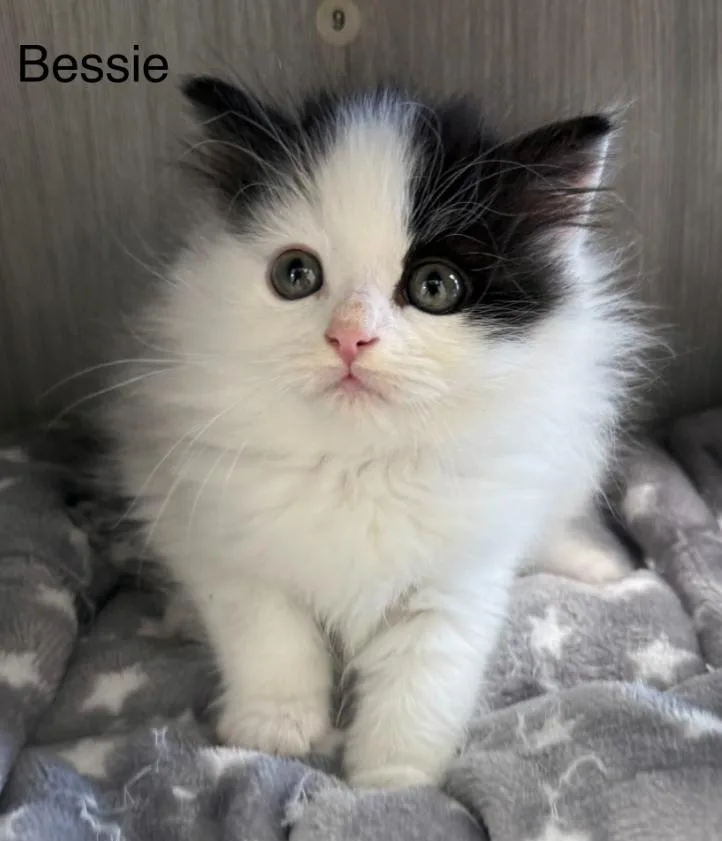 A baby medium-sized female White Domestic Long Hair cat named Bessie for adoption in Hornell, NY