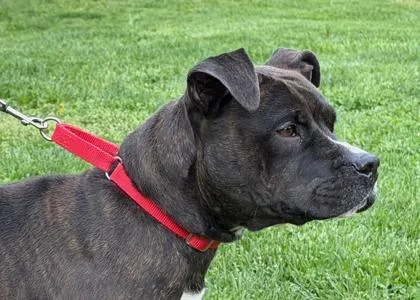 An adult medium-sized female Mixed Breed dog named Calli Fka Queen Fka for adoption in West Chester, PA