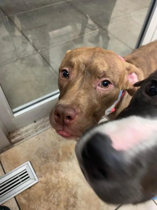 A young medium-sized female Golden Mixed Breed dog named Brandie for adoption in Cincinnati, OH