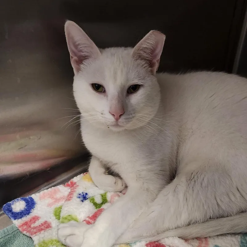 A young large-sized male White Domestic Short Hair cat named Phillip for adoption in Columbia Station, OH