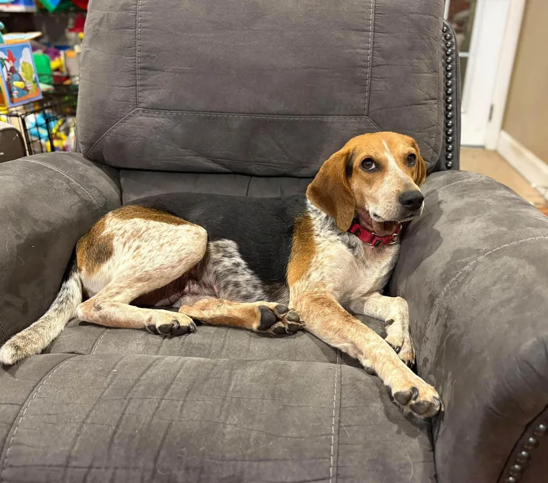 An adult medium-sized female American Foxhound dog named Brewista for adoption in Salisbury, MD
