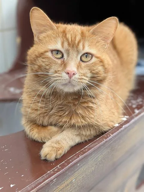 A young medium-sized male Domestic Short Hair cat named Chase for adoption in Canfield, OH