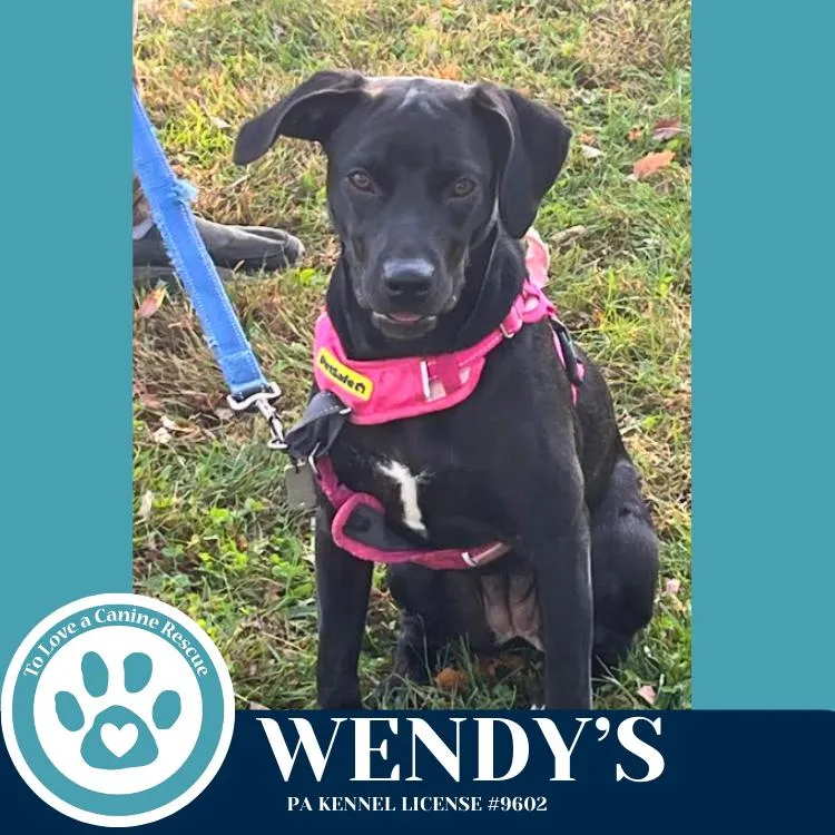 A young medium-sized female Tricolor (Brown, Black, & White) Labrador Retriever dog named Wendy's for adoption in Kimberton, PA