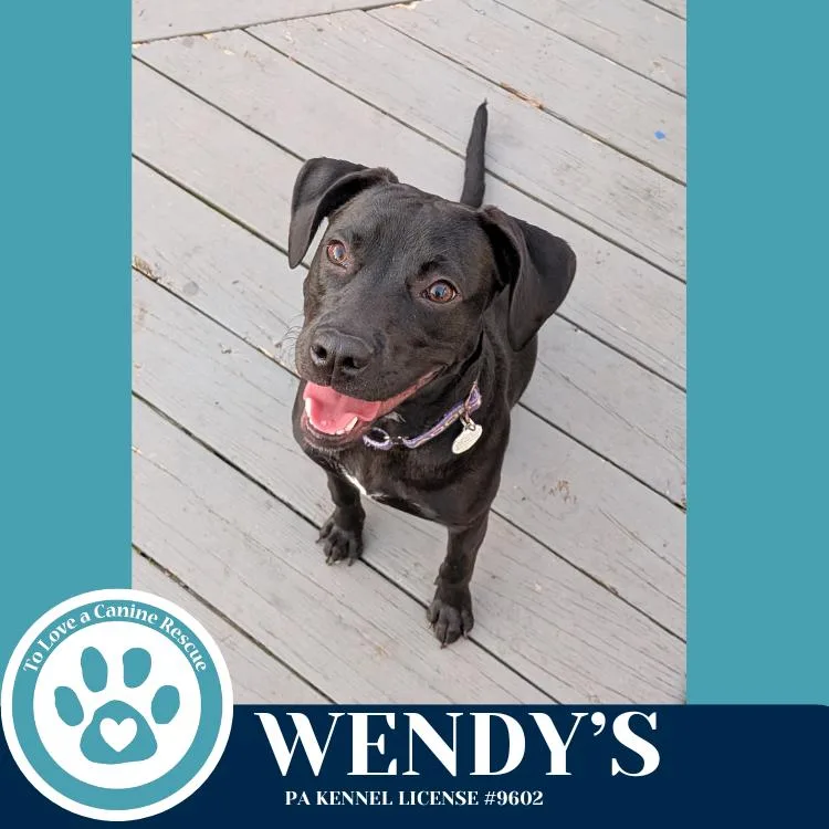 Wendy's thumbnail 3