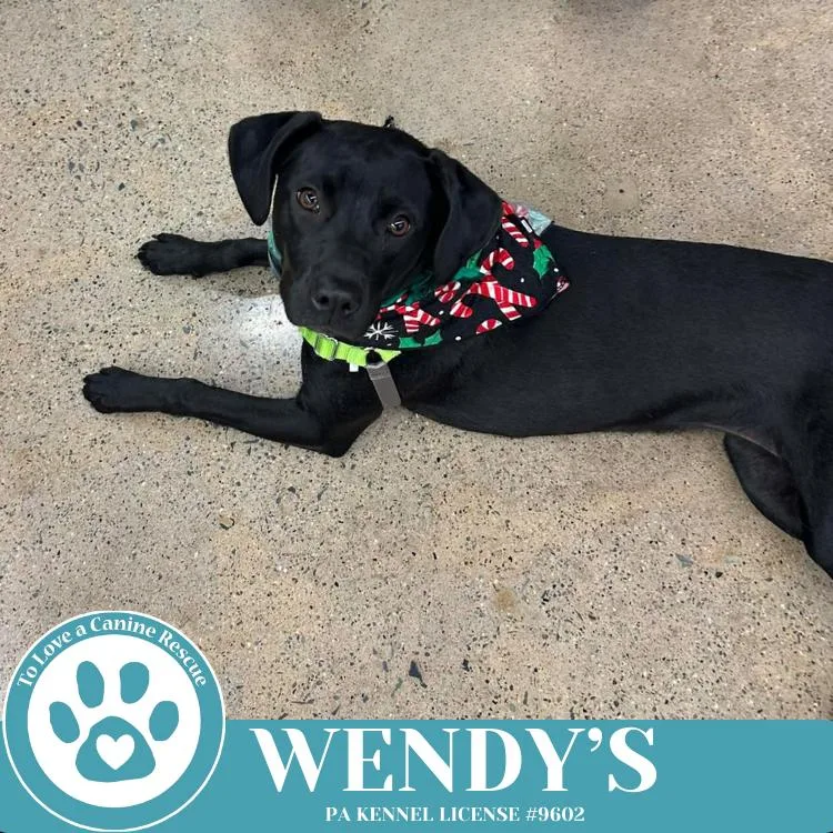 Wendy's thumbnail 4