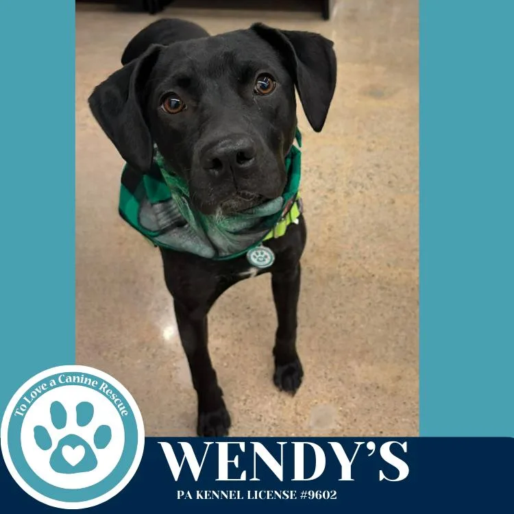 Wendy's thumbnail 5