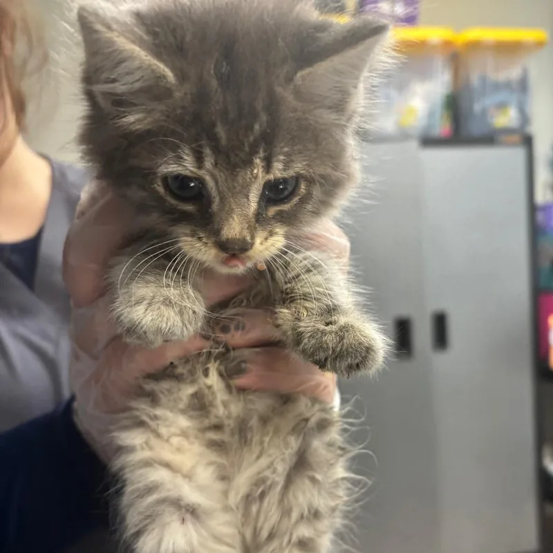 A baby small-sized male Gray / Blue / Silver Domestic Medium Hair cat named Hot Wheels for adoption in Newark, NJ